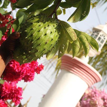 Sweetsop Jamaica Villa And Tours Μοντέγκο Μπέυ Εξωτερικό φωτογραφία
