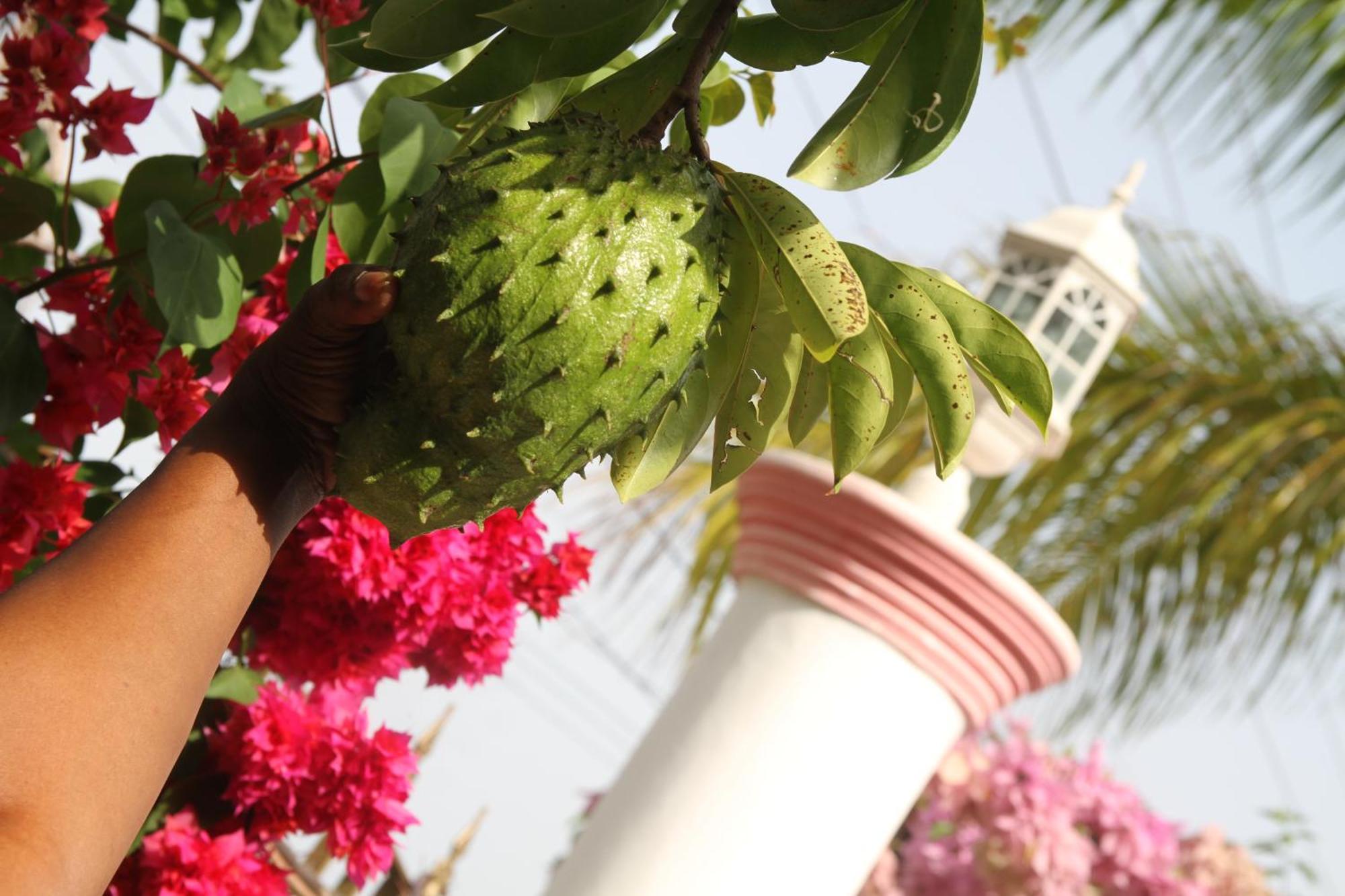 Sweetsop Jamaica Villa And Tours Μοντέγκο Μπέυ Εξωτερικό φωτογραφία