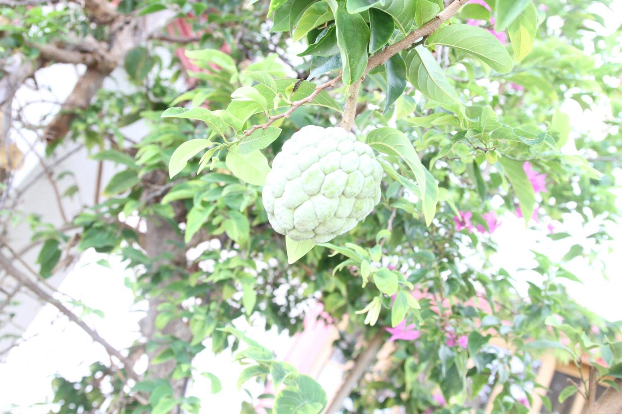 Sweetsop Jamaica Villa And Tours Μοντέγκο Μπέυ Εξωτερικό φωτογραφία